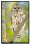 Barred Owl, Minnesota 