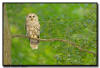 Barred Owl, Minnesota 