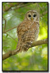 Barred Owl portrait, Florida