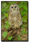 Barred owl, Florida