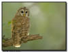 Barred Owl, Florida