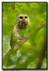 Barred Owl Hooting, Minnesota