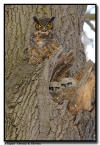 Great Horned Owlets, Minnesota 