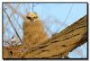  Great Horned  Owlet, Minnesota 