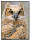 Great Horned Owlet, Minnesota