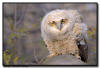 Great HOrned Owlet, Minnesota