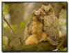 Great HOrned Owlet, Minnesota