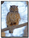 Great Horned Owl, Minnesota