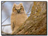 Great Horned  Owlet, Minnesota 