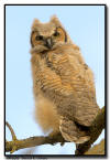 Great Horned Owlet, Minnesota 