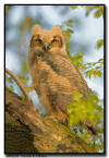 Great Horned  Owlet. MN