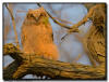 Great Horned  Owlet, MN