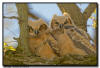 Great Horned Owlets, Minnesota