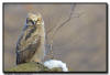 Great Horned Owlet portrait, MN