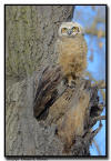 Great Horned Owlet, MN