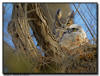 Great Horned Owls, Minnesota