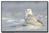  Snowy Owl, Minnesota 
