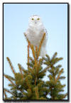 Snowy Owl, Minnesota