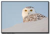 Snowy Owl, Minnesota 