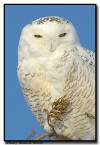 Snowy Owl, MN