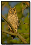 Long Eared Owl, Minnesota