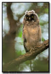 Long Eared Owlet, Minnesota