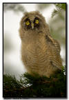 Long Eared Owlet, MN