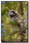 Long Eared Owlet, Minnesota