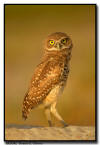 Burrowing Owlet, Florida