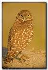 Burrowing Owl portrait, Florida