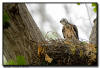 Broad Winged Hawk, Minnesota