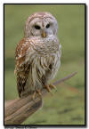 Barred Owl, Naples Florida 