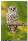 Barred Owl, Minnesota