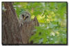 Barred Owlet, Minnesota