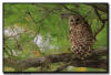 Barred Owl, Naples Florida