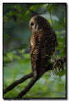 Barred Owl, Naples, Florida