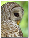Barred owl, Naples Florida