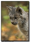 Lynx Kitten Close Up