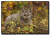 Lynx Kitten Resting