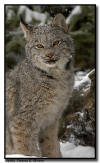 Lynx Kitten Close Up