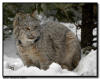 Lynx Kitten in a Snowstorm