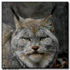 Canadian Lynx Close Up