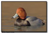 Redhead Duck, MN 