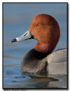 Redhead Duck, MN