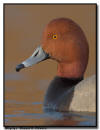 Redhead Duck, MN