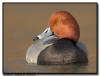 Redhead Duck, Minnesota