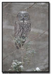 Great Gray Owl, MN 