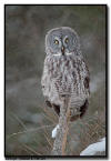Great Gray Owl, MN
