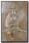 Great Gray Owl, Minnesota