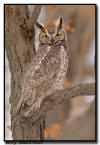 Great Horned Owl, MN 